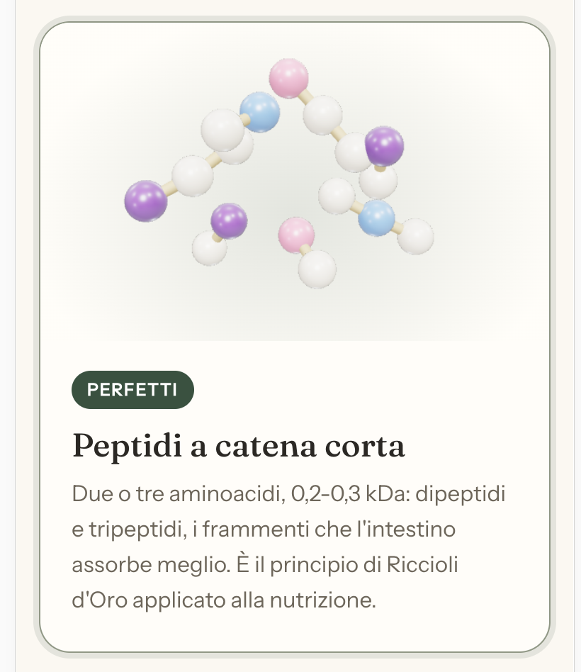 Peptidi a catena corta: il principio alla base di Peptide+